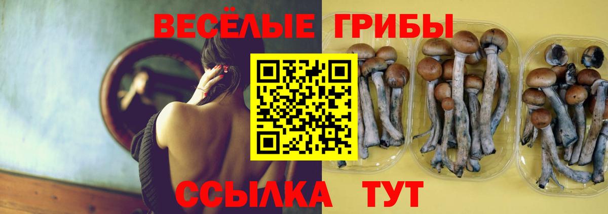 Псилоцибиновые грибы мицелий Сальск